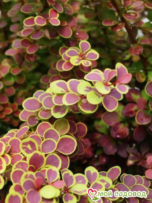 Барбарис Тунберга «Голден ринг»