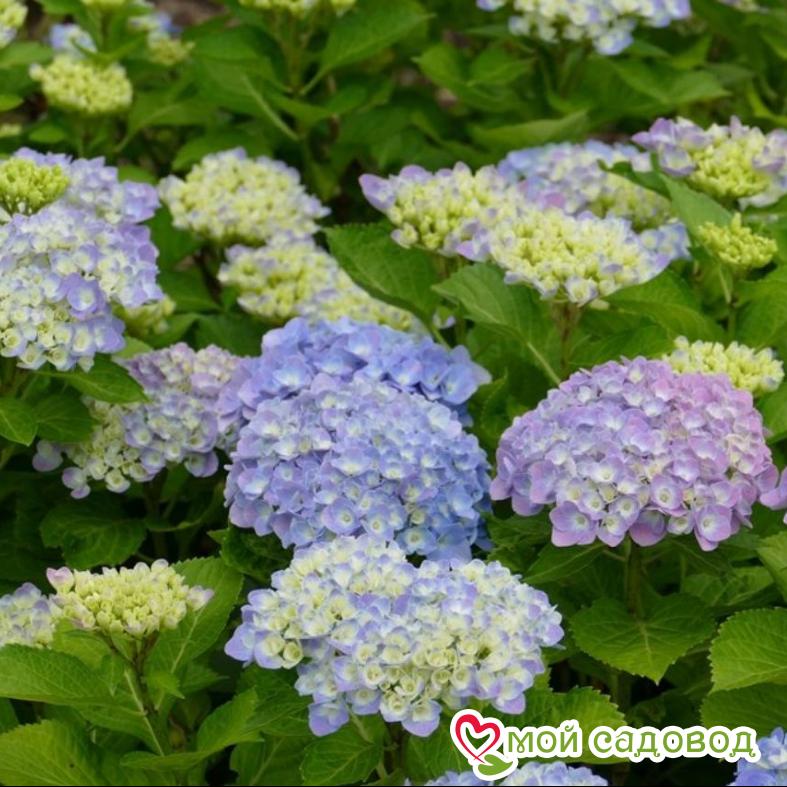 Гортензия крупнолистная Боденси ЗКС