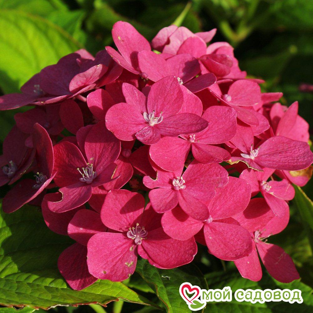 Гортензия крупнолистная Мини Хорнли ЗКС