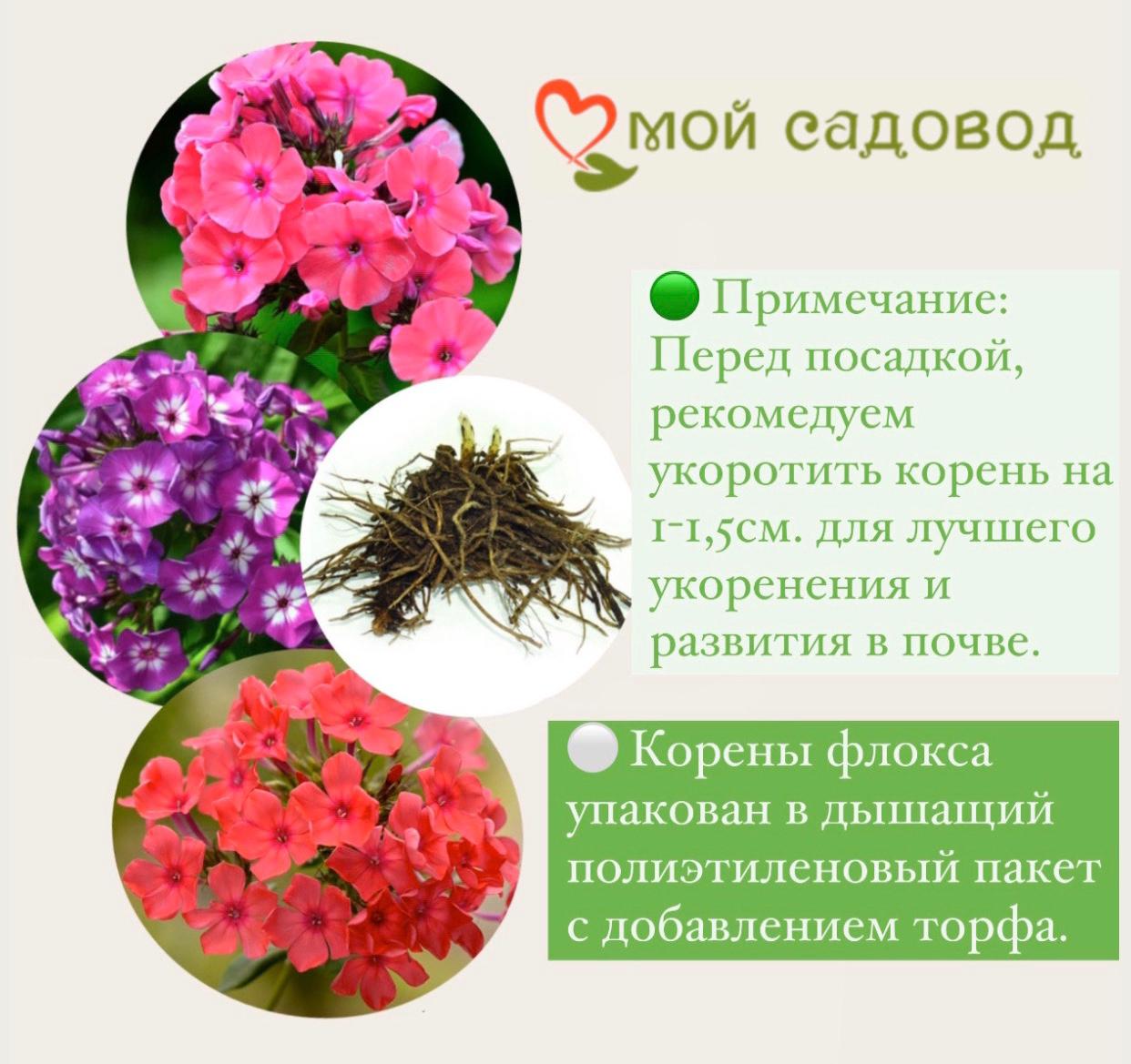 ФЛОКС ШИЛОВИДНЫЙ БАВАРИЯ