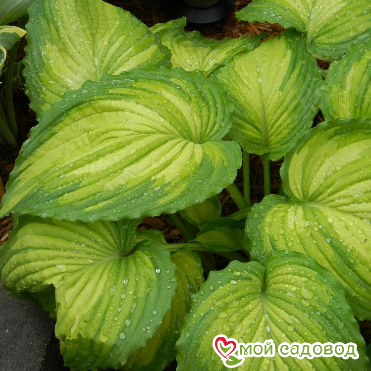 Хоста Вар Пейнт